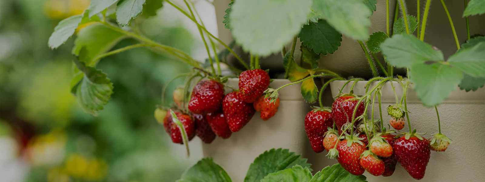 Elevate Your Home and Garden